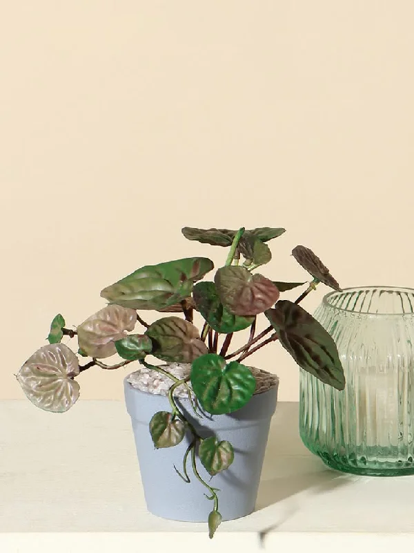 Women's pants for theme park visits Mom jeans for a nostalgic and casual look Westside Home Green Money Plant in Round Pot